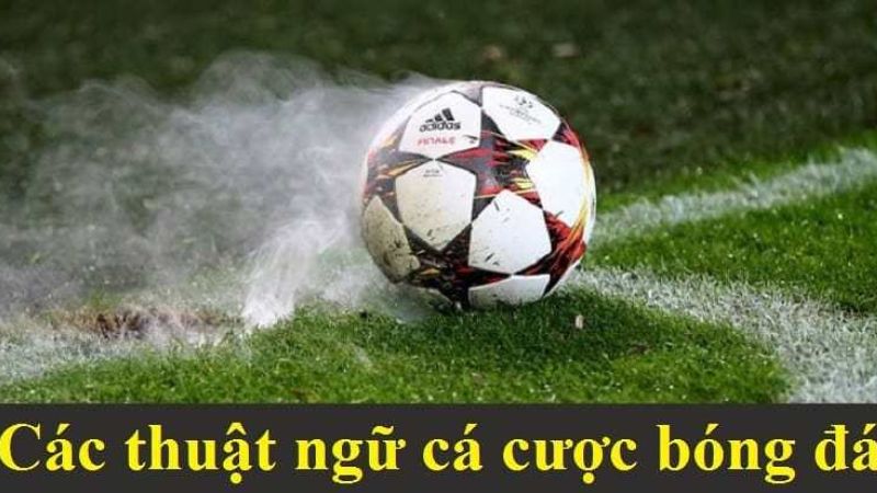 Khi chơi cá cược anh em nên cược bằng lý trí không để cảm xúc chi phối